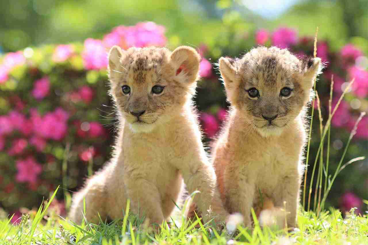 動物の赤ちゃん画像