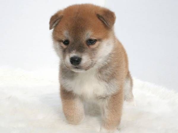 動物の赤ちゃん画像