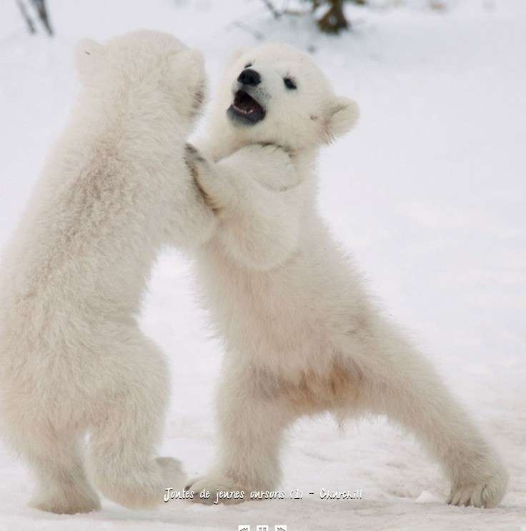 動物の赤ちゃん画像