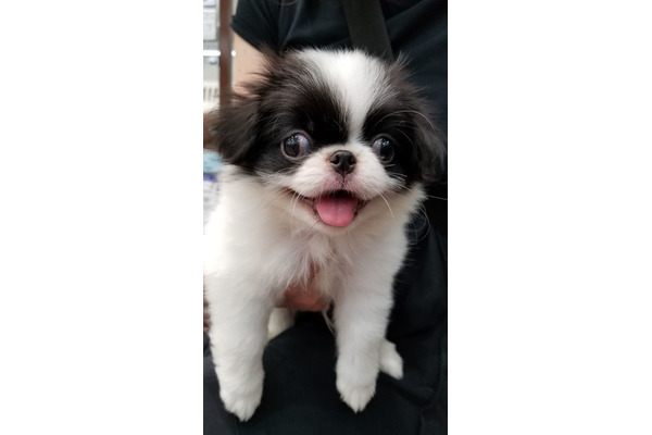 動物の赤ちゃん画像