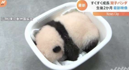 動物の赤ちゃん画像