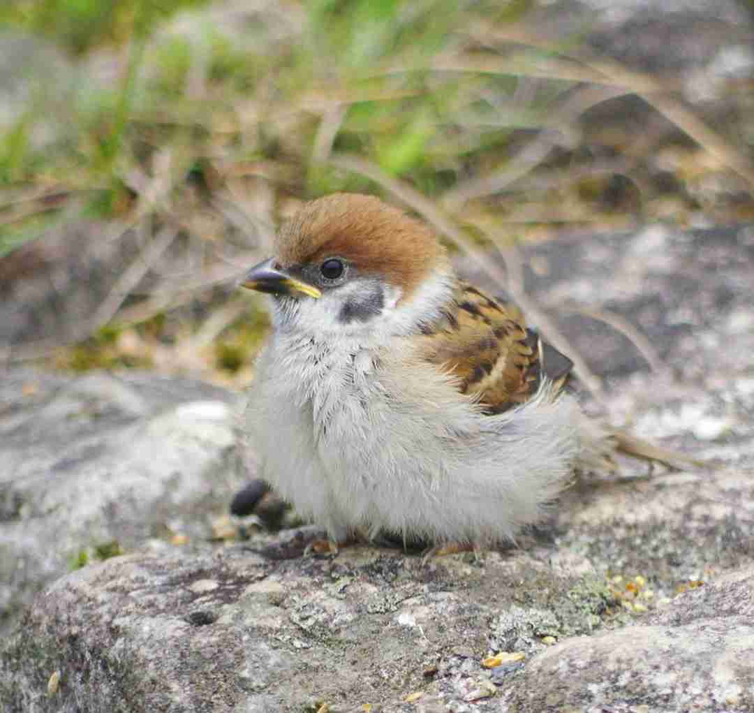 動物の赤ちゃん画像