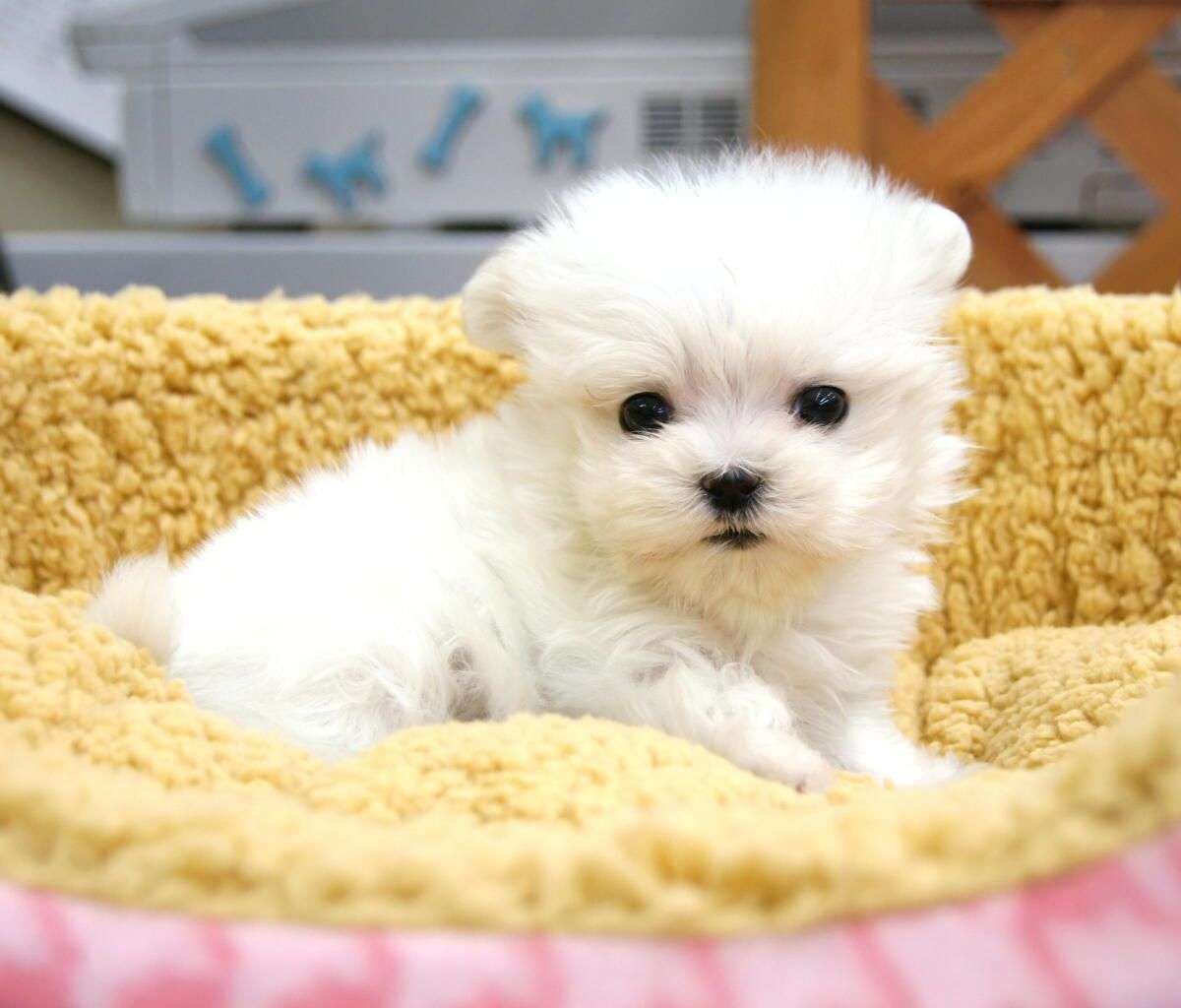 動物の赤ちゃん画像