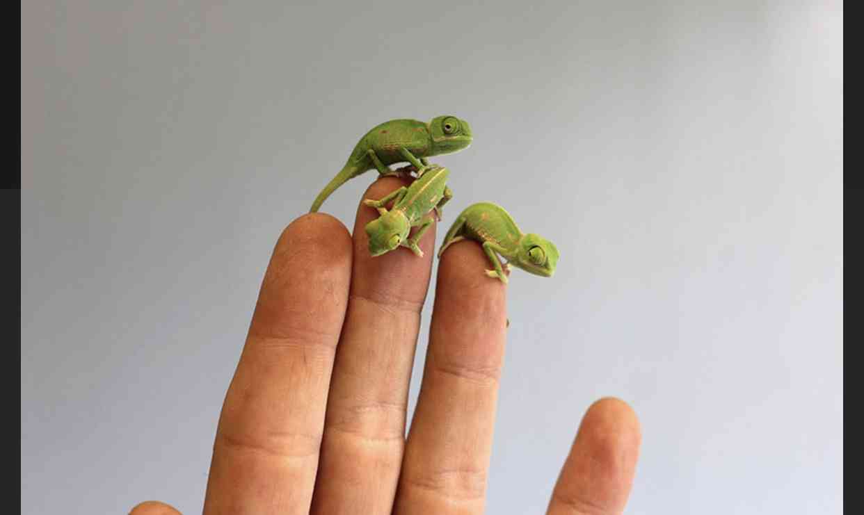 動物の赤ちゃん画像