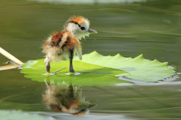 動物の赤ちゃん画像