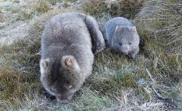 動物の赤ちゃん画像