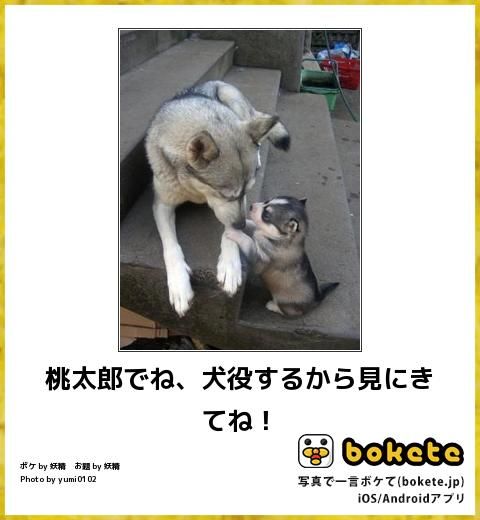 動物の赤ちゃん画像