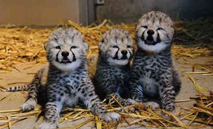 動物の赤ちゃん画像