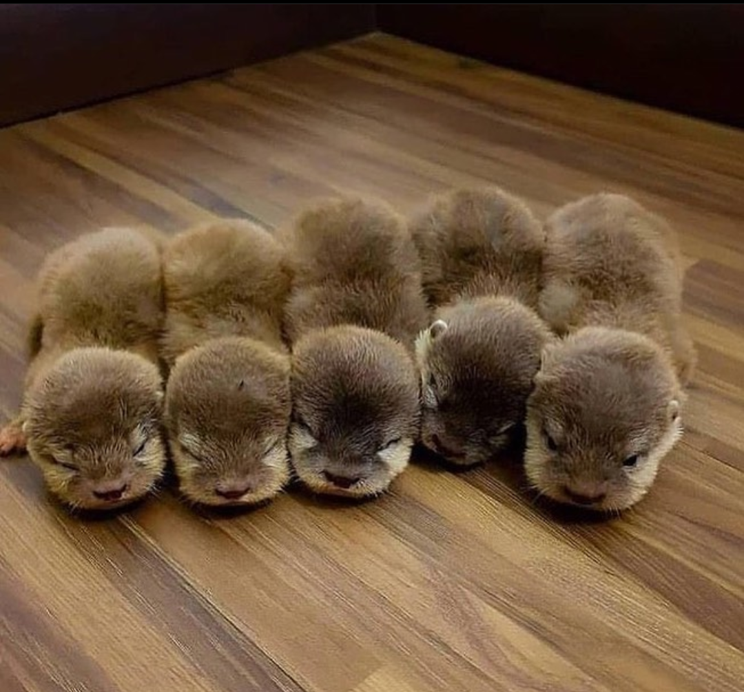 動物の赤ちゃん画像