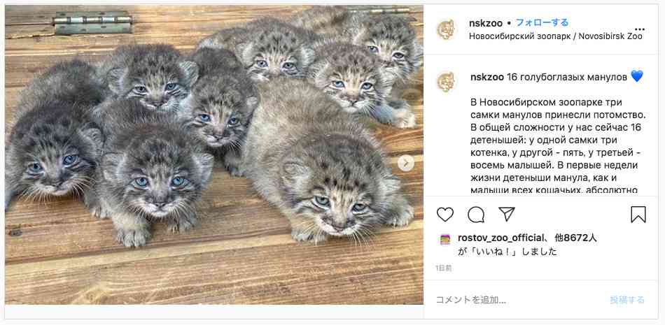 動物の赤ちゃん画像