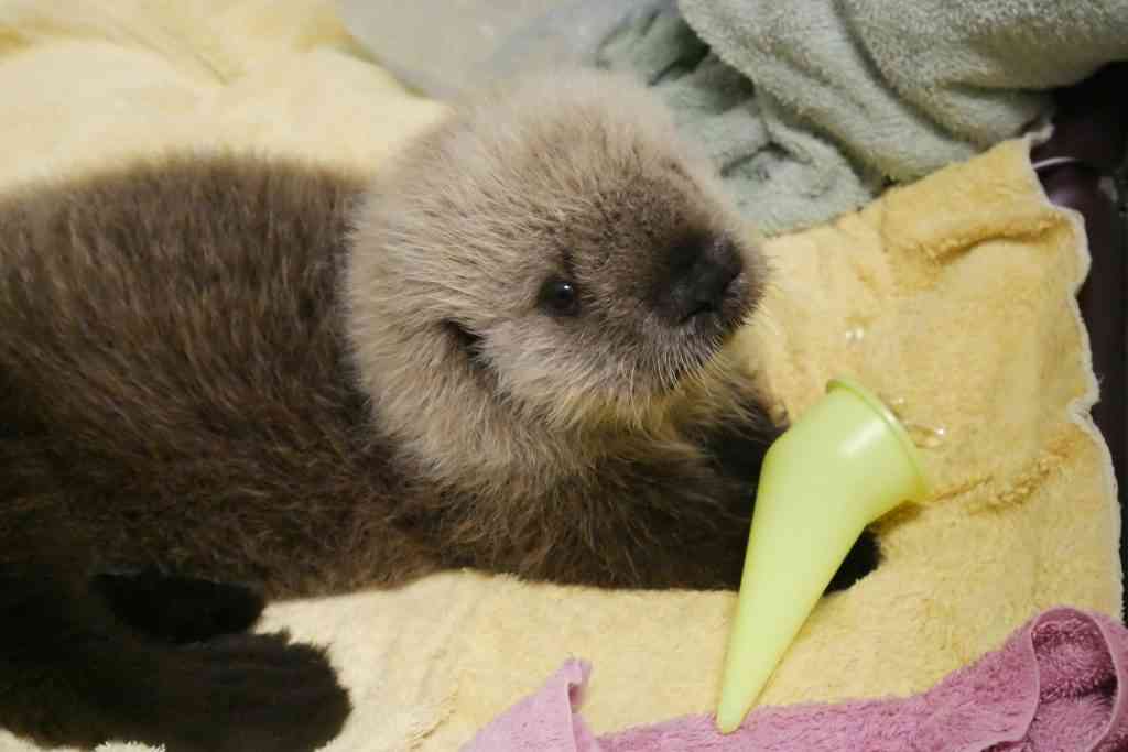 動物の赤ちゃん画像