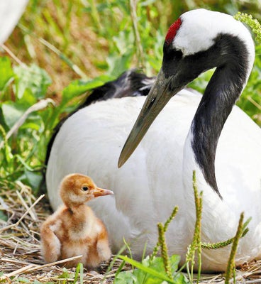動物の赤ちゃん画像