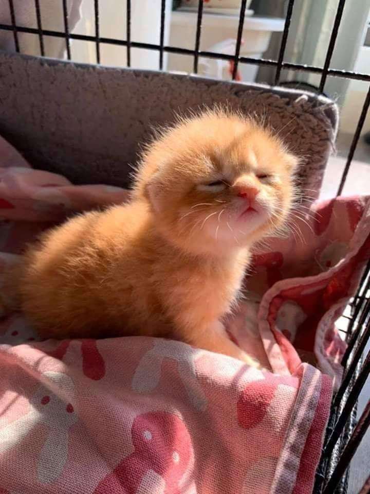 動物の赤ちゃん画像