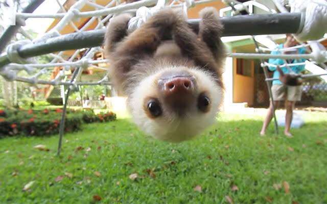 動物の赤ちゃん画像