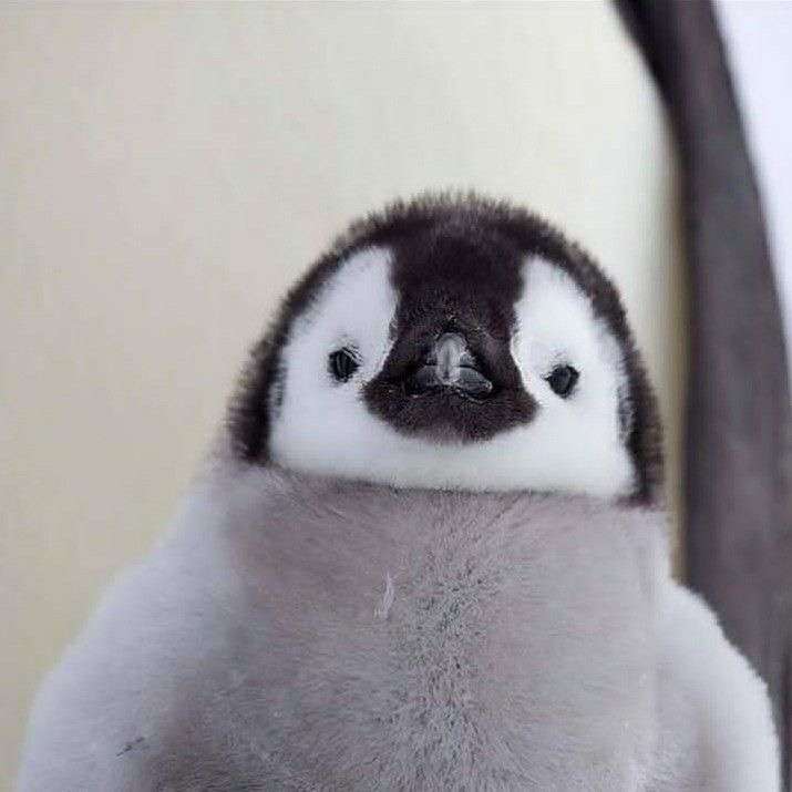 動物の赤ちゃん画像