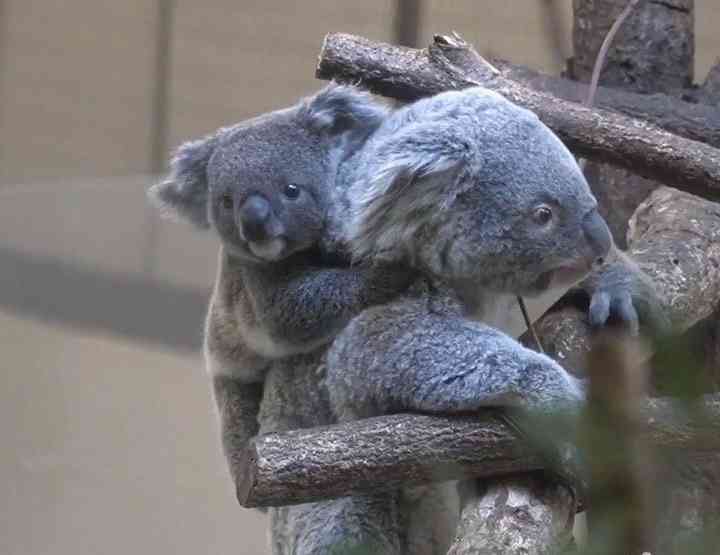 動物の赤ちゃん画像