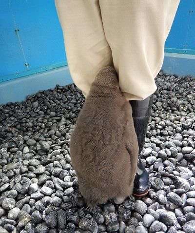 動物の赤ちゃん画像