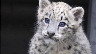 動物の赤ちゃん画像