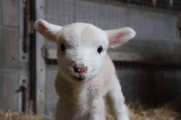 動物の赤ちゃん画像