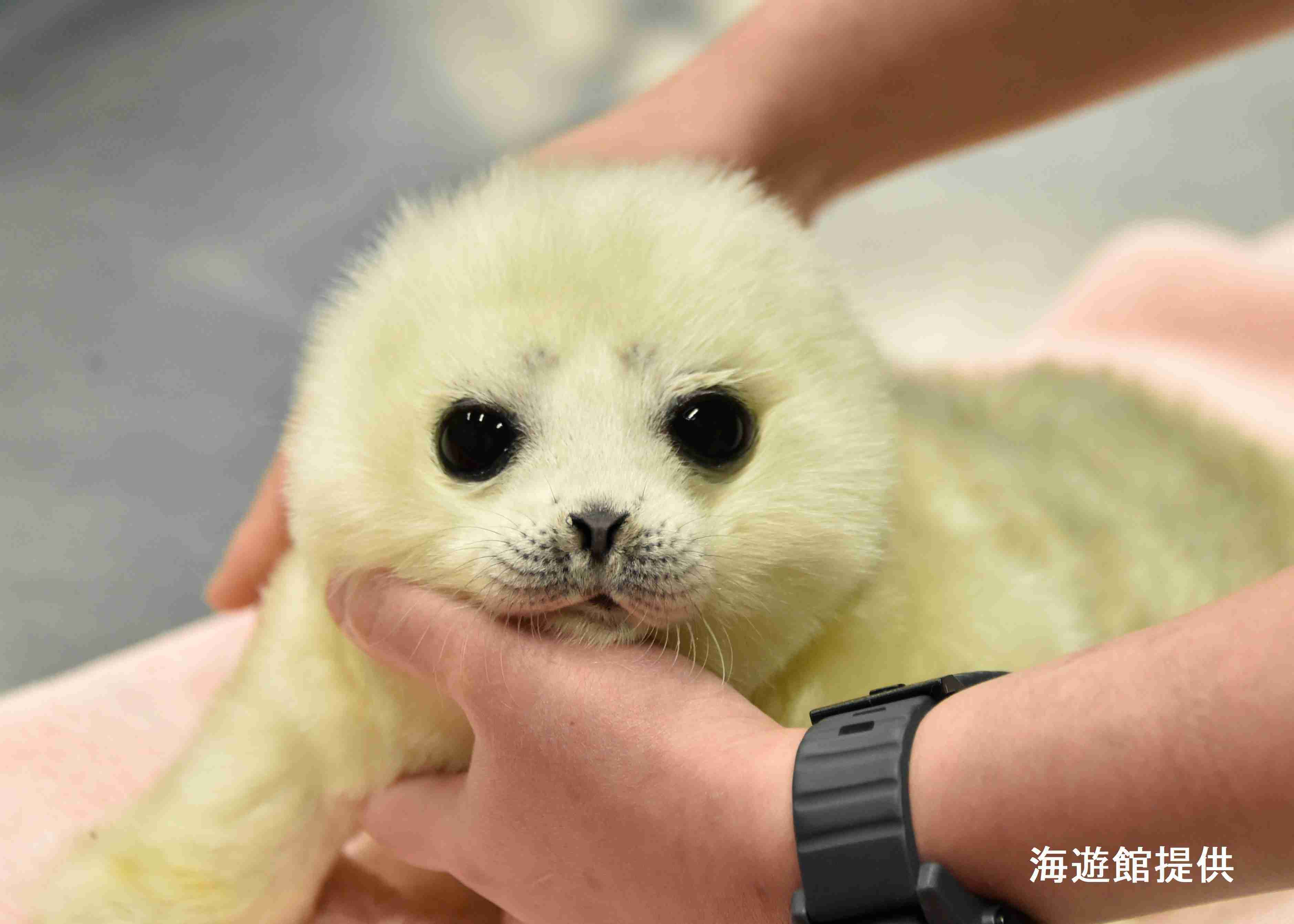 動物の赤ちゃん画像