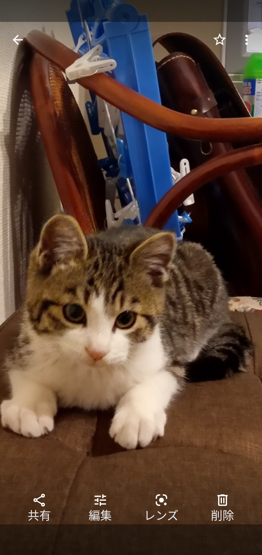 動物の赤ちゃん画像