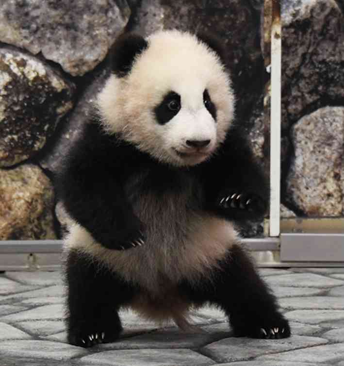 動物の赤ちゃん画像