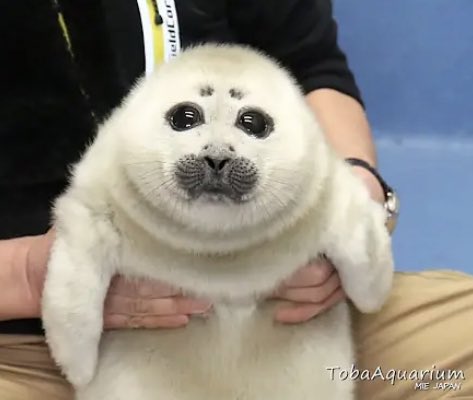 動物の赤ちゃん画像