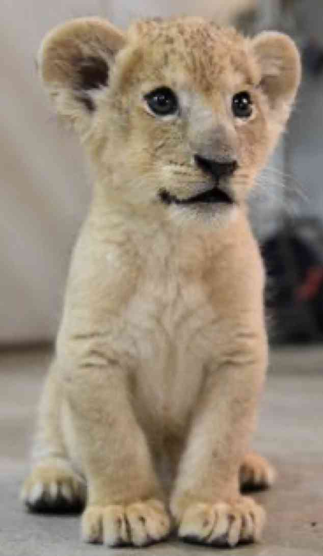 動物の赤ちゃん画像