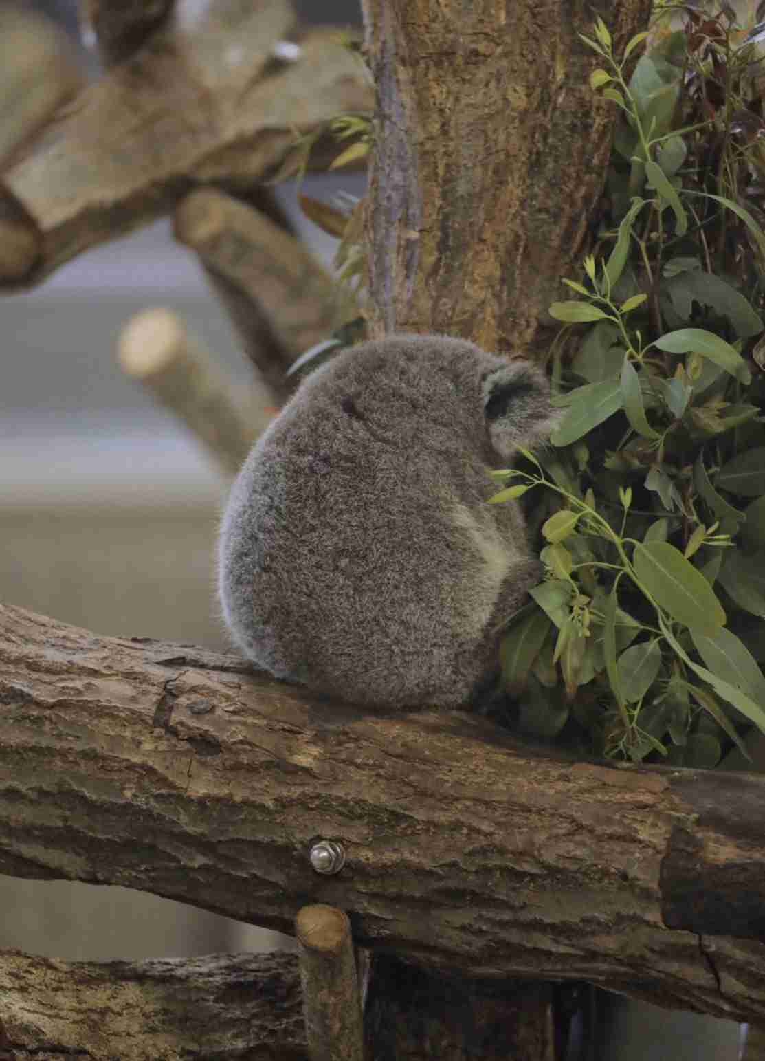 動物の赤ちゃん画像