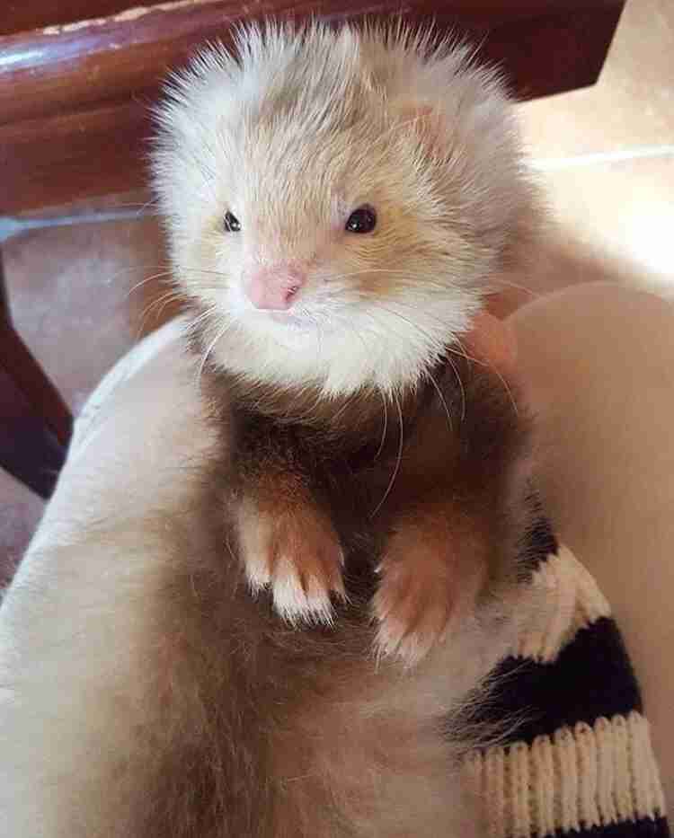 動物の赤ちゃん画像