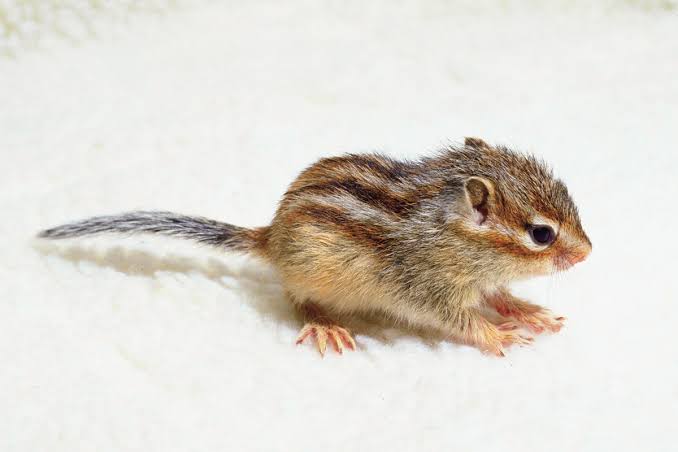 動物の赤ちゃん画像