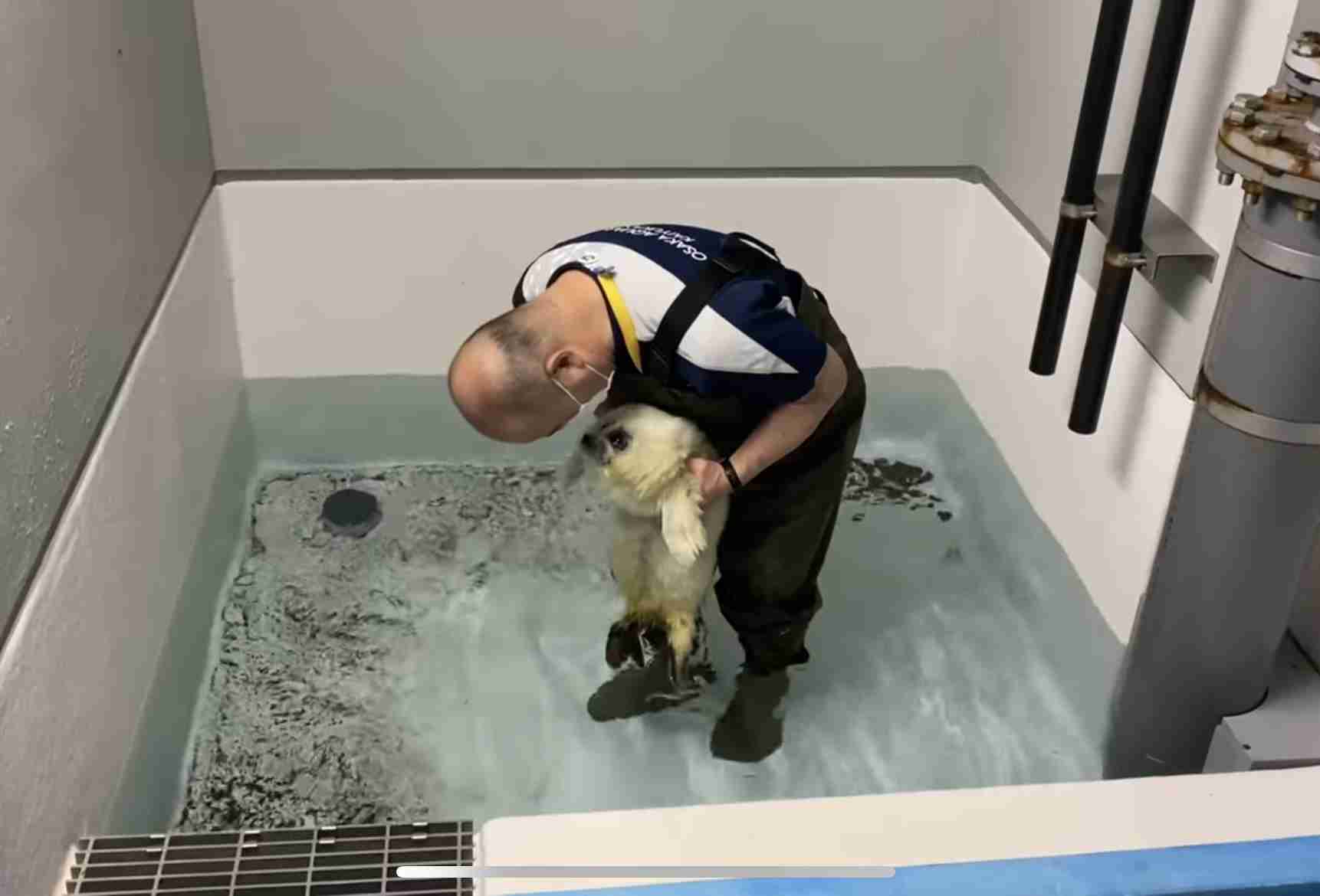 動物の赤ちゃん画像