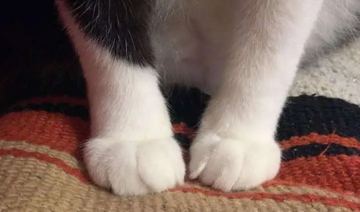 美しい手が見たい【画像】Part2