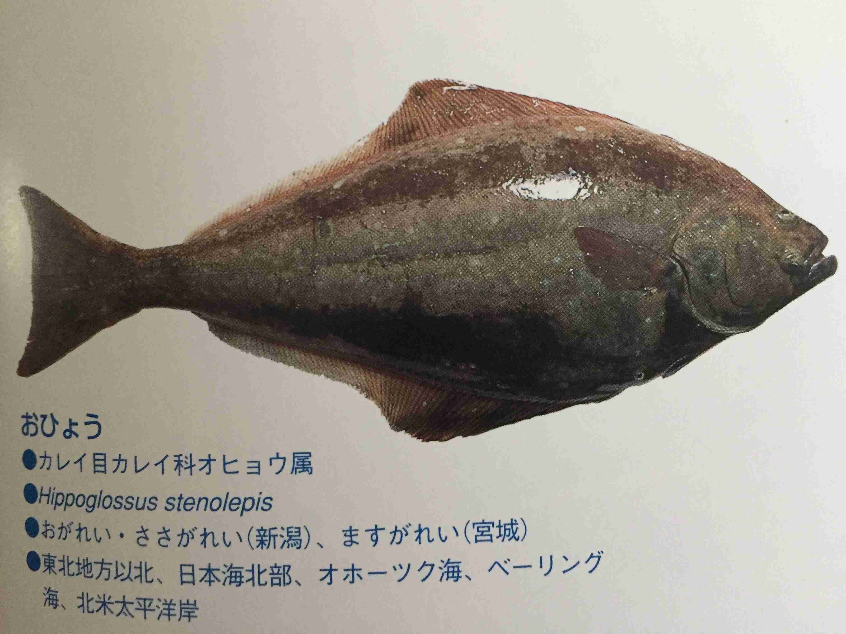 🍳昭和の料理画像🍲