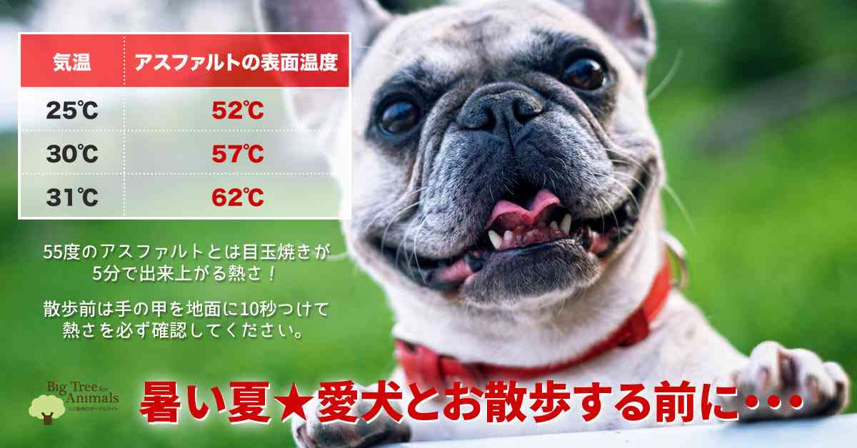 犬の散歩の時間帯