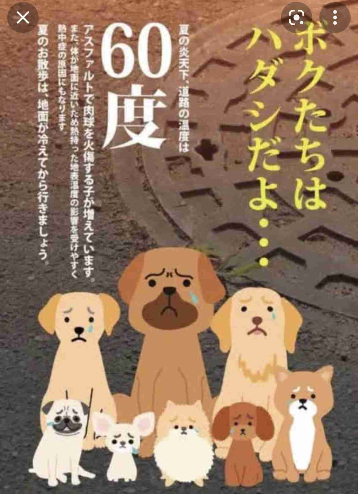 犬の散歩の時間帯