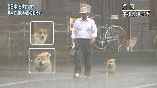 犬の散歩の時間帯