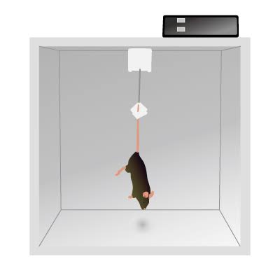 ｢弱いストレス｣だけで死に至る…免疫をめぐるマウス実験の