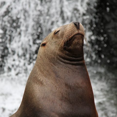 エサのサンマは5年前の倍の値段 三重の鳥羽水族館が入館料300円値上げで大人2800円に