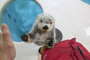 エサのサンマは5年前の倍の値段 三重の鳥羽水族館が入館料300円値上げで大人2800円に