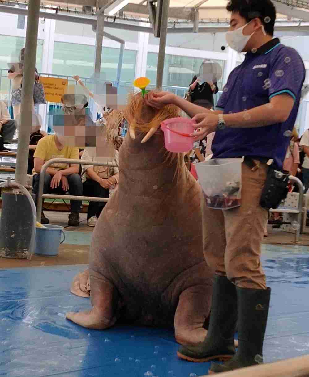 エサのサンマは5年前の倍の値段 三重の鳥羽水族館が入館料300円値上げで大人2800円に