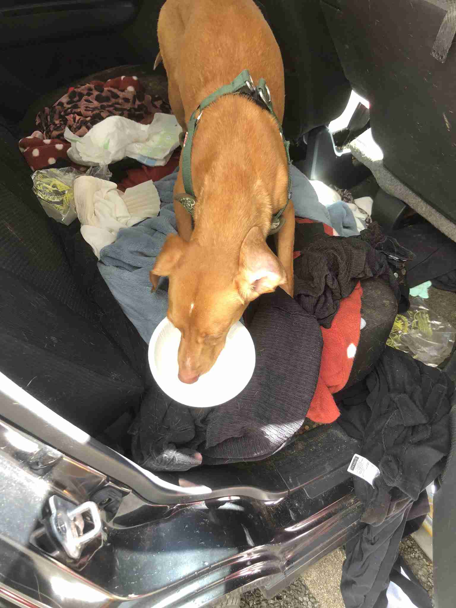 車内に犬2匹を長時間放置か…飼い主待つも現れず警察が保護 名古屋市