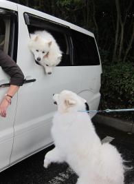 車内に犬2匹を長時間放置か…飼い主待つも現れず警察が保護 名古屋市