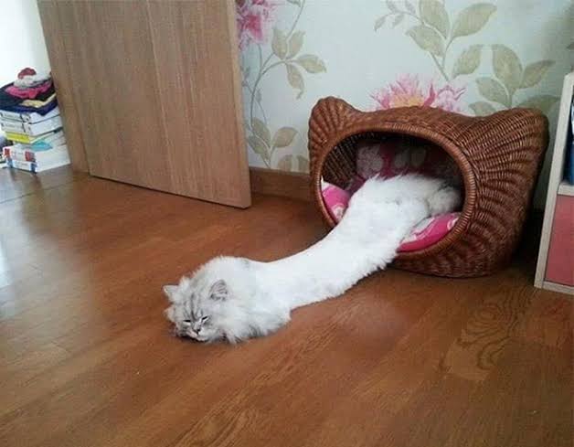 【募集】暑さで溶けてる画像