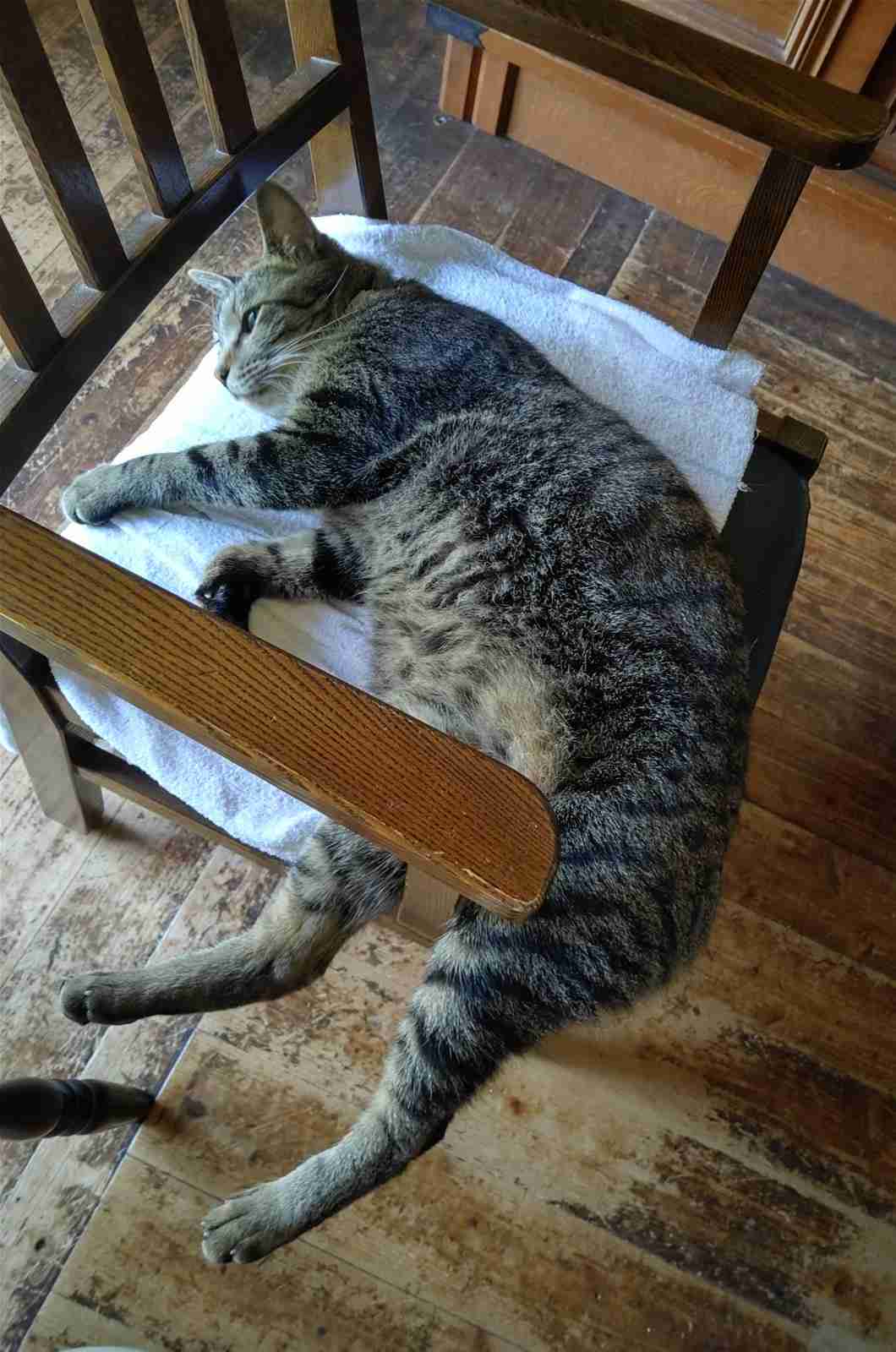 【募集】暑さで溶けてる画像