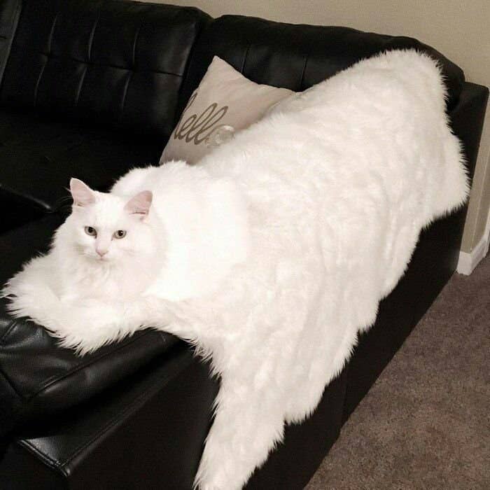 【募集】暑さで溶けてる画像