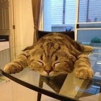 【募集】暑さで溶けてる画像