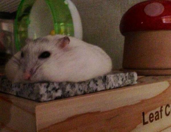 【募集】暑さで溶けてる画像