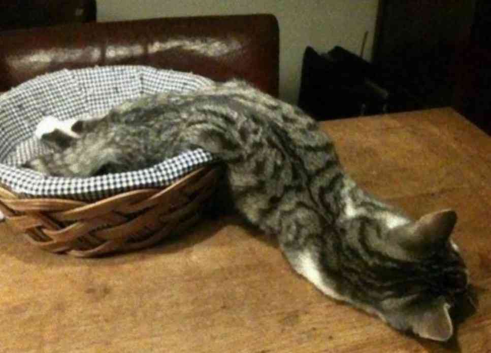 【募集】暑さで溶けてる画像
