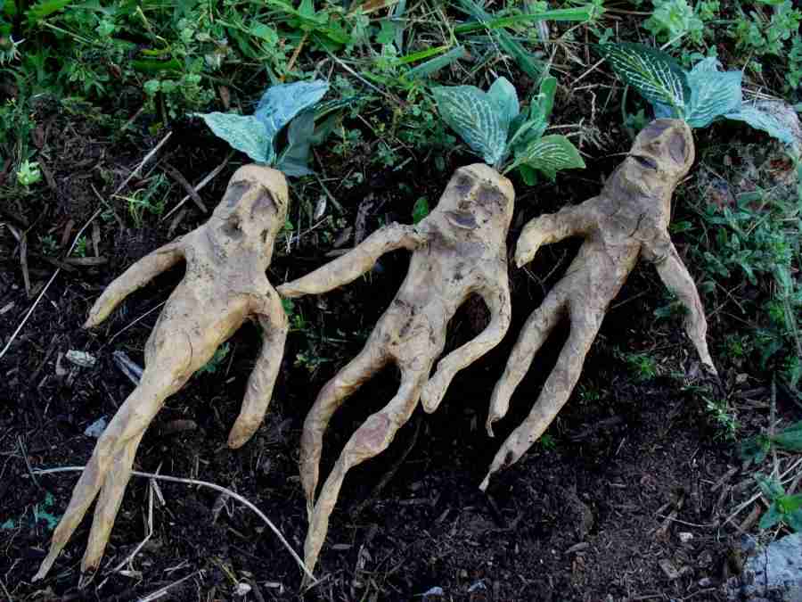 「人間の遺体を堆肥にする」 アメリカ4州目としてNYが合法化へ法案提出